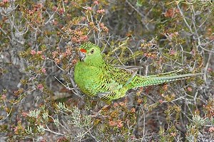 Western ground parrot - Alchetron, The Free Social Encyclopedia