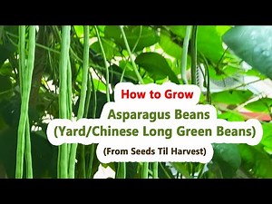 How to Grow Asparagus Beans Yard Chinese Long Green Beans From Seeds Til Harvest