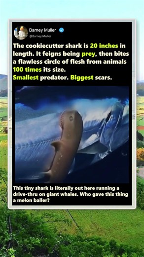 The Tiny Shark That Bites PERFECT Circles! #Nature #Wildlife #Ocean