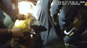WARNING GRAPHIC: K-9 bites San Jose man's neck for one minute