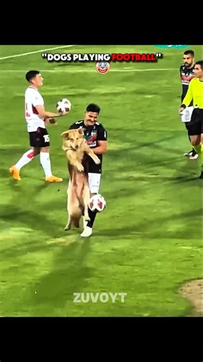 Dogs Playing Football Vs... ☠️ #animals #edits #shorts