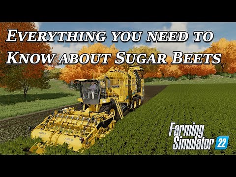 Everything you need to know about Sugar Beets in Farming Simulator 22