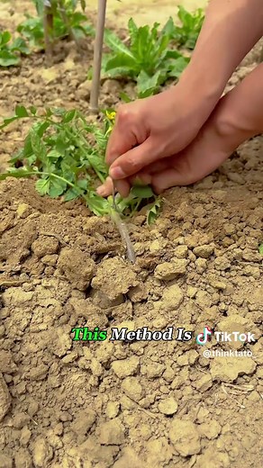 Why Farmers Bend Tomato Plants for Better Growth