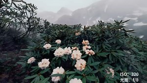 富士8-16mm超广角，把草地与植物拍出震撼视觉！