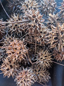 Sweet Gum Balls | Natural Sweetgum Pods | Witchcraft, Spellwork, Decor, Crafts, Protection Magic, Nature Finds, Organic - Etsy UK