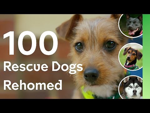 The Dog House reaches an incredible milestone - our 100th rescue dog is rehomed | Compilation