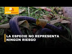 Conozca y proteja a la serpiente sabanera en Bogotá | CityTv