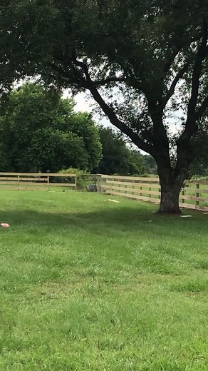 #arturobeltranleyva #arturobeltran #elbarbas #sinaloa #sanluispotosi #rioverdeslp #horsefencing #cypress