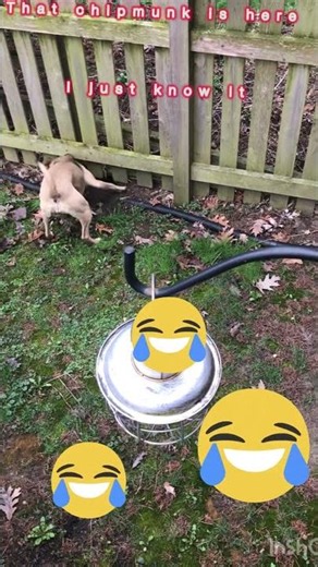 Dog Goes Absolutely Feral at Chipmunk Teasing Him Through the Fence! 🐶😤