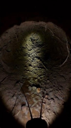 Field Cricket POV: Inside an Underground Burrow | Micro Camera Simulation