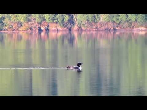 Call of the Great Northern Diver (known in North America as the Common Loon)