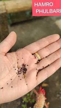 How to Collect & Store Celosia Seeds Easily | #shorts
