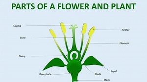 clip-3481631831-flower-diagram-illustrates-structure-reproductive-parts ...