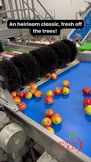 29K views · 265 reactions | A Piece of Nova Scotia Apple History ✨Did you know? Gravenstein is an heirloom variety that was one of the very first apples planted in the Annapolis Valley. It was introduced by Charles Prescott in 1835, and by 1875, “Gravs” had become one of Nova Scotia’s leading apple varieties.  #ScotianGoldApples #ValleyProud #GravensteinApples #ScotianGold #AppleHeritage #OrchardFresh #TasteTheValley #NSProud | Scotian Gold Apples | Facebook