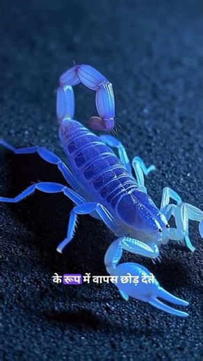 bichchhoo neeyan kyon chamakata hai?! #science #shorts