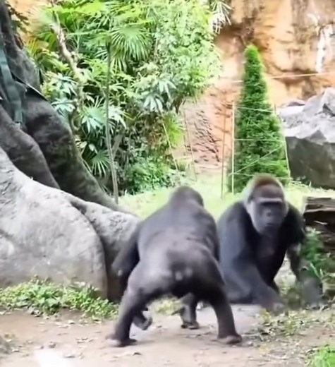 Day 1 bikin video spam sfx yg unrelated | Mayuka Clips