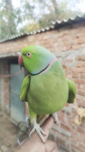 cute parrot voice video #parrot #talkingparot