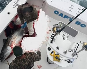 Saturday morning special! Out, caught, back in and fueled up before 10am! | Oregon Inlet Fishing Center