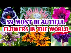 59 Beautiful Flowers in the World | Beautiful Flower Plants and Identification | Plant and Planting