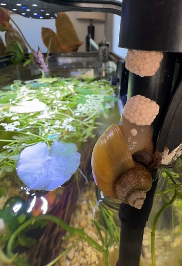 Becoming a Grandma Snail! 🐌