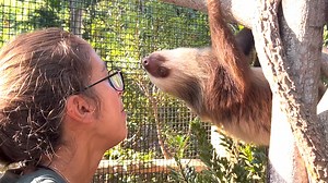 Palm Beach Zoo to open new habitat for sloths and tamarins