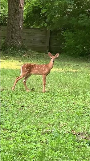 Enjoy watching mama deer and 3 cute fawns relaxing to the sounds of the wild #deer #fawn #shorts