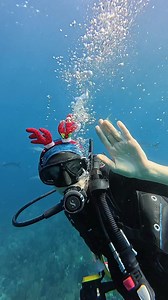 HO HO HO let’s go diving! 🤿🎄 #utila #chrismasdiving #scuba #bayislandcollegeofdiving #padi | Bay Islands College of Diving