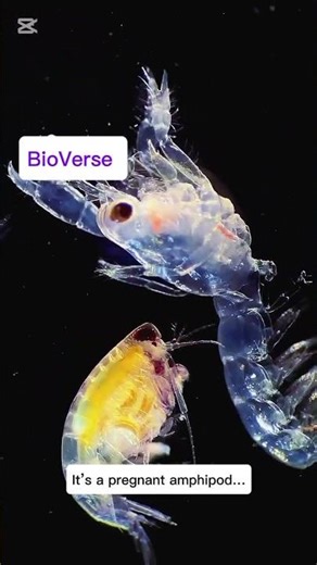 Amazing Tiny Sea Creatures 🦐 | Shrimp Larva & Pregnant Amphipod Under Microscope