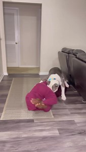 🤣 Trust fall with senior and young dog: Dad edition .. No dads were harmed in the making of this video!!! | Noah and Lincoln