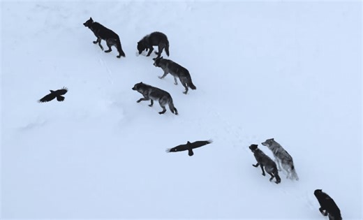 Scientists Followed 69 Ravens Through Yellowstone, and Made an Unexpected Discovery
