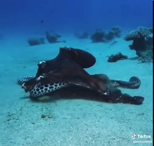 Under the ocean #fight #tik_tok #viralvideo #octopus #sea #ocean #explore #attack #fish #mrhunt001