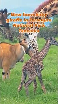 East African safaris offer unparalleled wildlife experiences