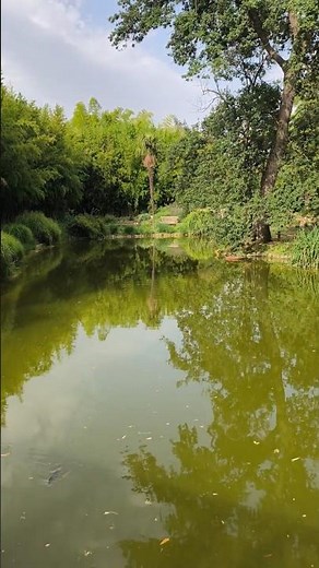 Carpes Koï au Jardin des plantes