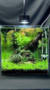 My 7 Gallon Cube Tank is Looking Lush! #plantedtank #aquascape #fishkeeping #aquascaping