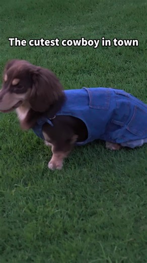 Cutest kind in the world!!!#fyp #petsoftiktok #petproducts #love #petfashion