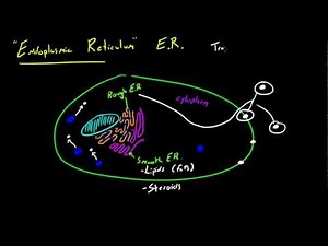 Biology Lecture - 22 - Endoplasmic Reticulum