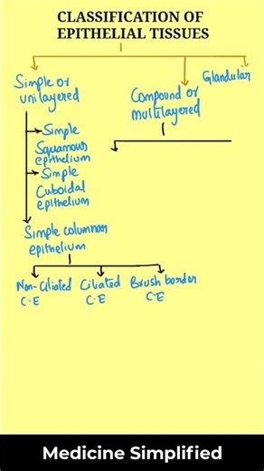 Types of Epithelial Tissues | Classification of Epithelial tissues