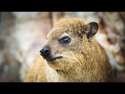 Hyraxes as Pets: Exploring the 10 Pros and Cons🐾🐾🐾