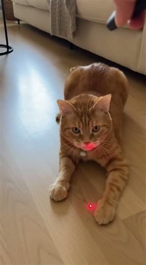 Laser Pointer Attack