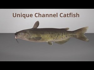 Fishing Planet unique Channel Catfish (Quanchkin Lake)
