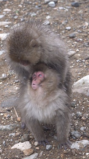 Matsu | "Mounting" is still believed by many people to be the way Japanese macaques express their hierarchy. "A monkey mounts on another monkey... | Instagram