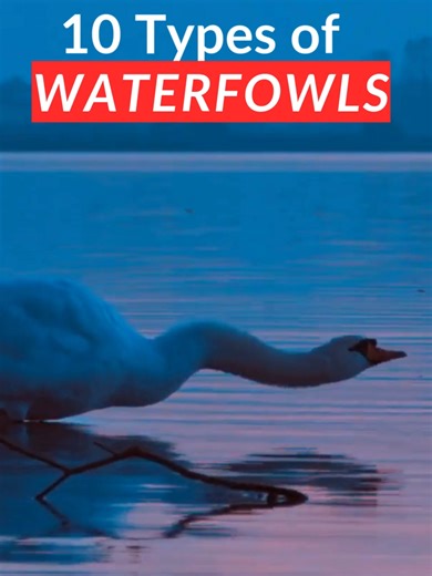 Meet the World's Most Incredible Waterfowls - appreciation post! Most people walk right past waterfowls every single day... but maybe you don't their names! So from the iconic Mute Swan to unique diving ducks, here is a quick guide to some of the most fascinating waterfowl on the planet! 🌎 Check out our latest blog for a deep dive into bird ID! #waterfowl #duck #ducks #mallard #swan #goose #geese #birds #birdwatching #wildlife #nature #animals #biology #naturelovers #wild #oceanlife #animallove