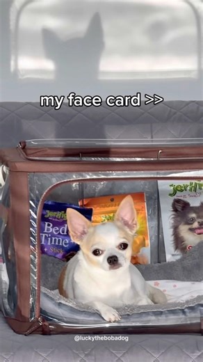 happy 800 subs! thank you every charms! #funnychihuahua #chihuahua #chihuahuafanclub #chiweenie #pet