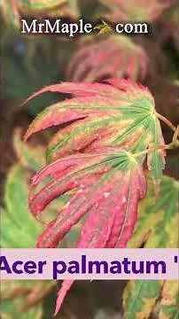 A Unique Japanese Maple Acer palmatum x 'Purple Curl'