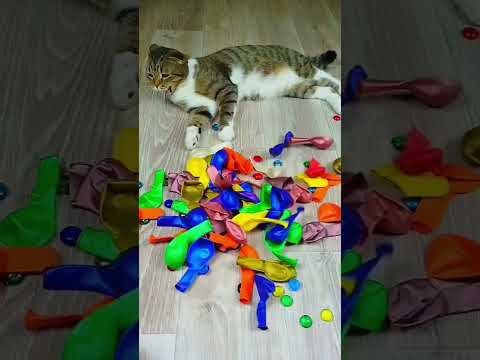 Cat 🐱Barsik❤🍭🌈 Beads Cubes reverse video