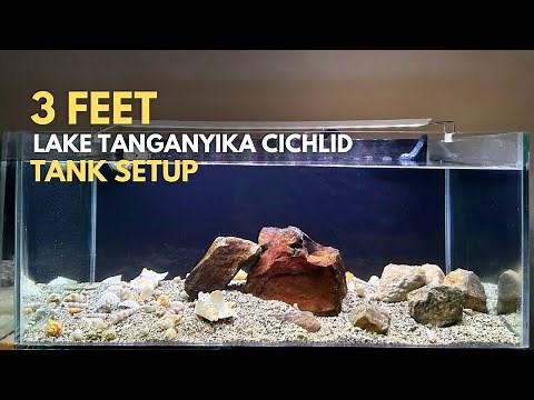3 Feet Lake Tanganyika Cichlid Tank Setup