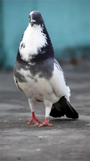 pigeon drawing easy with colour #shortsfeed #pigeon