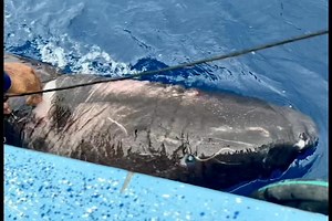 68K views · 1.7K reactions | A Shark Native to the Freezing Artic...