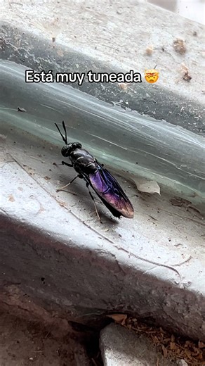 Está muy tuneada 🤯 Tuning Meme Humor