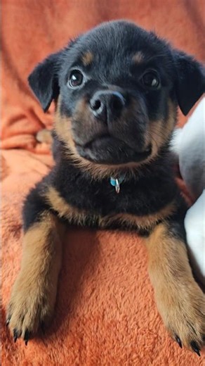 Adorable puppy has hiccups!